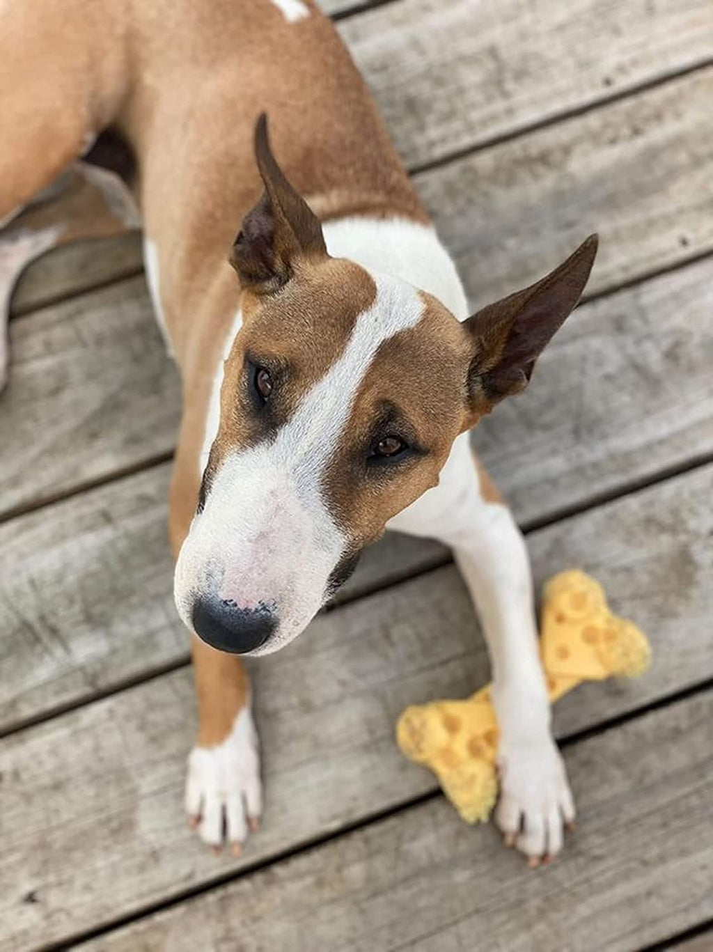 Extreme Tough Dog Chew Toy Cheese Bone, Durable, Cleans Teeth, Cheese Flavour, Medium, for Dogs up to 16 Kg (Pack of 2)